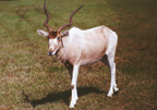 Addax