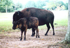 Bison