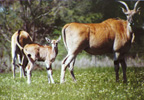 Elands