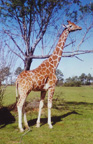 Giraffe