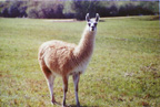 Llama