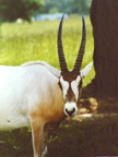 Oryx