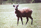 Sitatunga