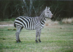 Zebra