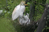 Cattle Egret