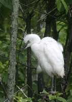 Cattle Egret