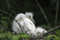 Cattle Egret