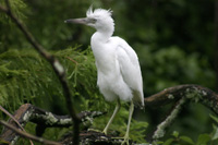 Cattle Egret