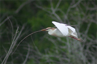 Cattle Egret