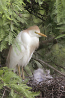 Cattle Egret