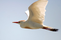 Cattle Egret