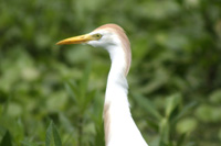 Cattle Egret