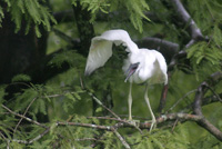 Cattle Egret