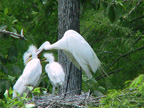 Great Egret