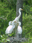 Great Egret