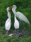 Great Egret