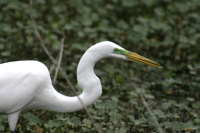 Great Egret