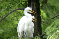 Great Egret