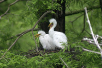 Great Egret