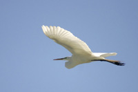 Great Egret