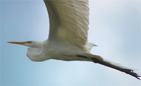 Great Egret