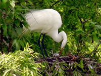 Great Egret