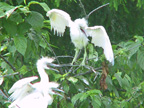 LittleBlueHeron