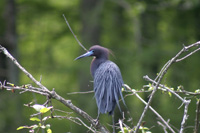 LittleBlueHeron