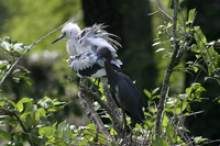 LittleBlueHeron