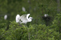 LittleBlueHeron