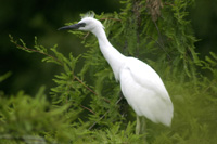 LittleBlueHeron