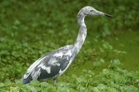 LittleBlueHeron