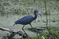 LittleBlueHeron