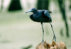 LittleBlueHeron