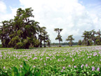 Wildflowers