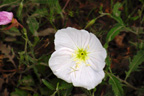 Wildflowers