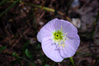 Wildflowers