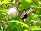 Wildflowers