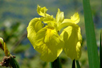 Wildflowers