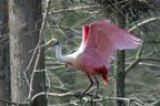 Roseate Spoonbills