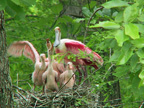 Roseate Spoonbills