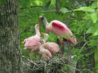 Roseate Spoonbills