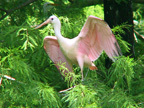 Roseate Spoonbills