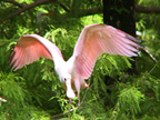 Roseate Spoonbills