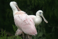 Roseate Spoonbills