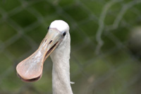 Roseate Spoonbills