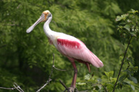 Roseate Spoonbills