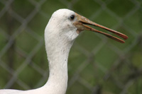 Roseate Spoonbills