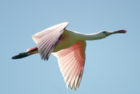 Roseate Spoonbills