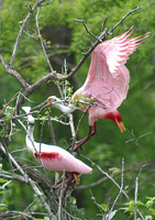 Roseate Spoonbills